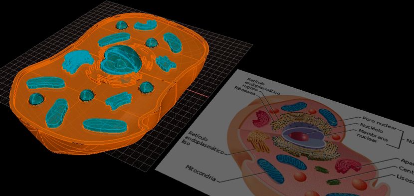 Modelo de célula animal